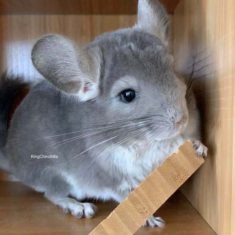 king chinchilla