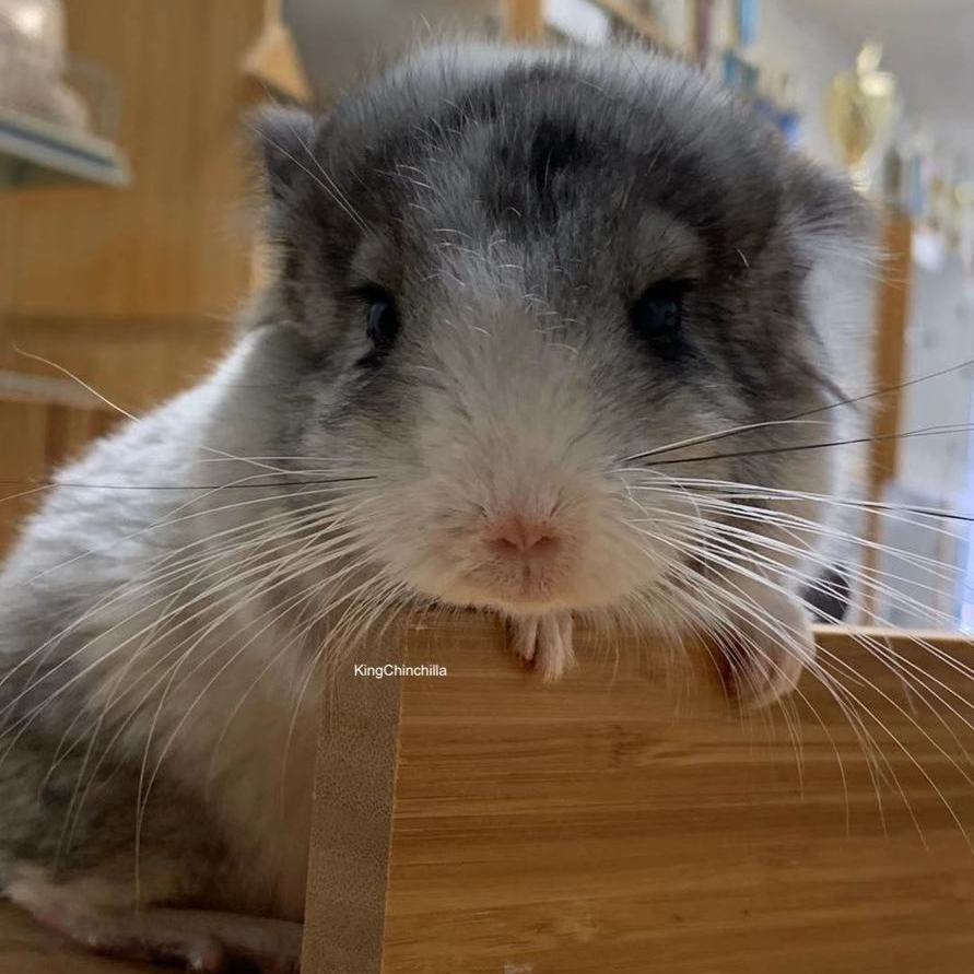 king chinchilla
